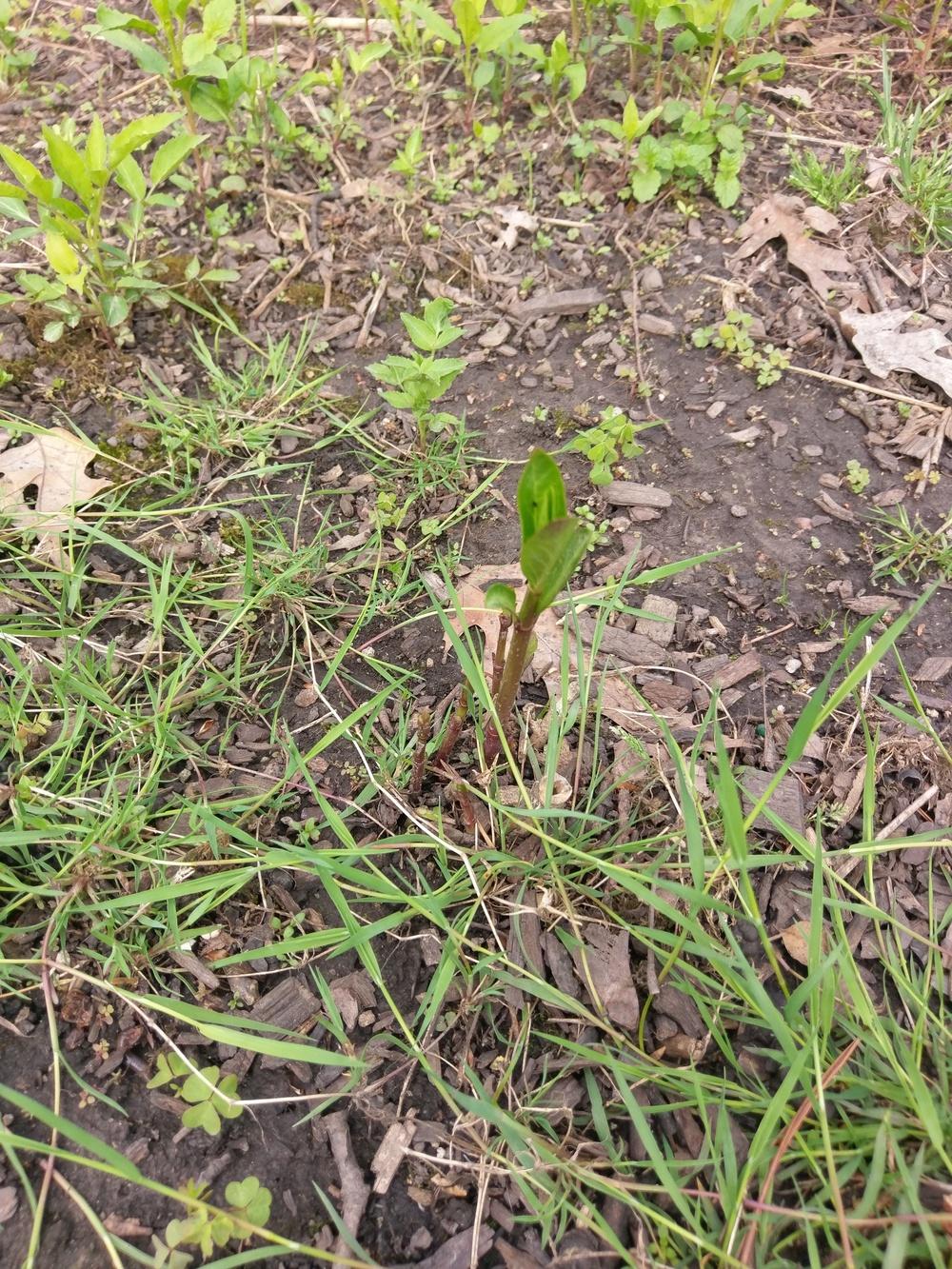 Photo of Swamp Milkweed (Asclepias incarnata) uploaded by gersonian