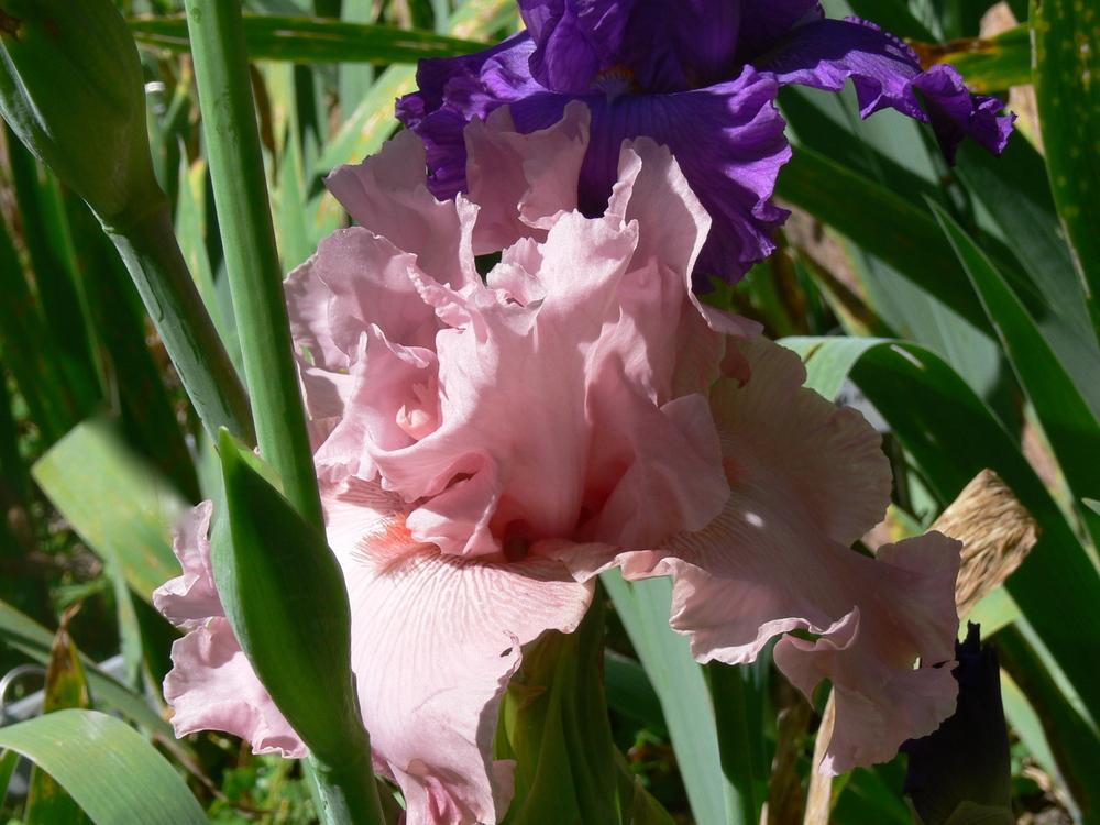 Photo of Tall Bearded Iris (Iris 'Strawberry Shake') uploaded by janwax