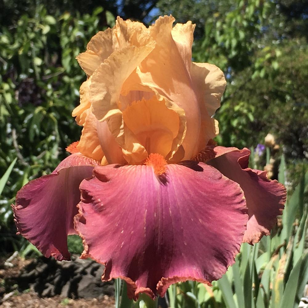 Photo of Tall Bearded Iris (Iris 'Frimousse') uploaded by lilpod13