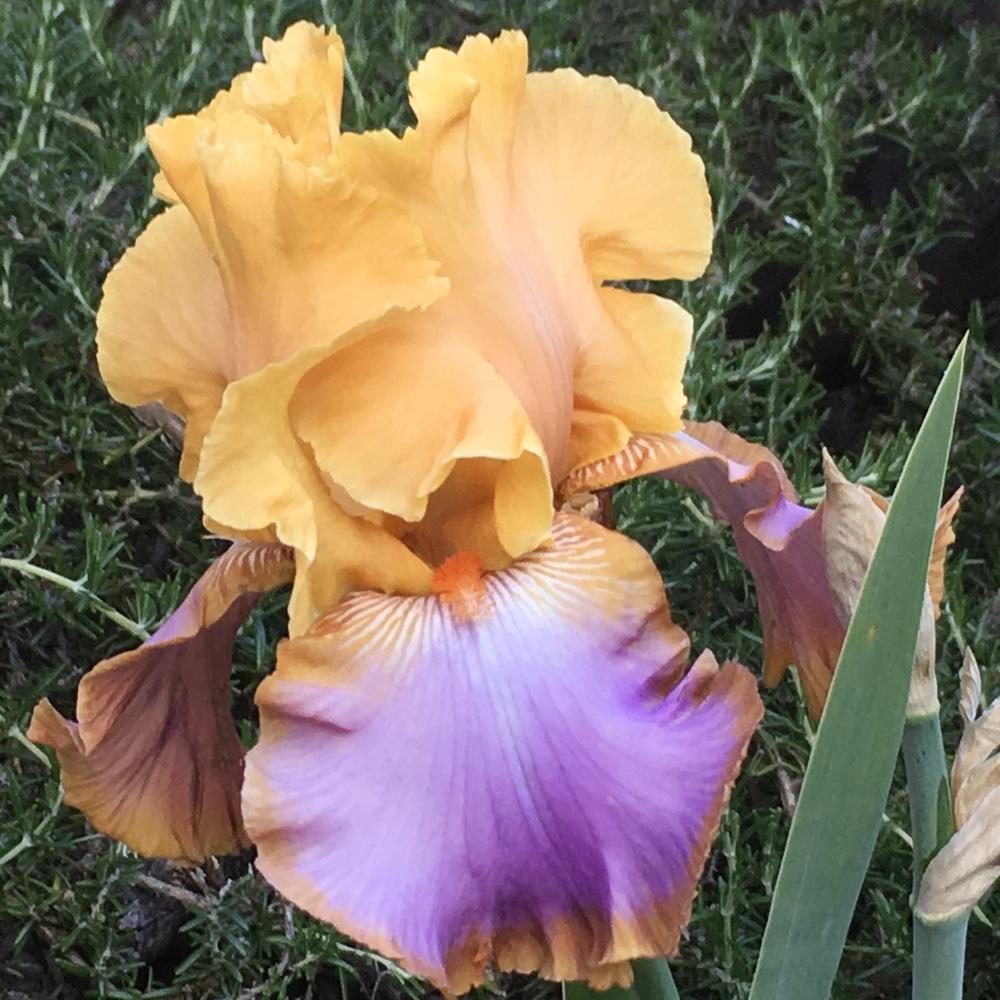 Photo of Tall Bearded Iris (Iris 'Grand Canyon Sunset') uploaded by lilpod13