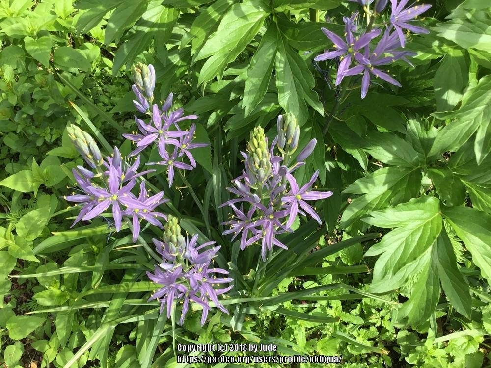 Photo of Camas Lily (Camassia quamash 'Blue Melody') uploaded by obliqua