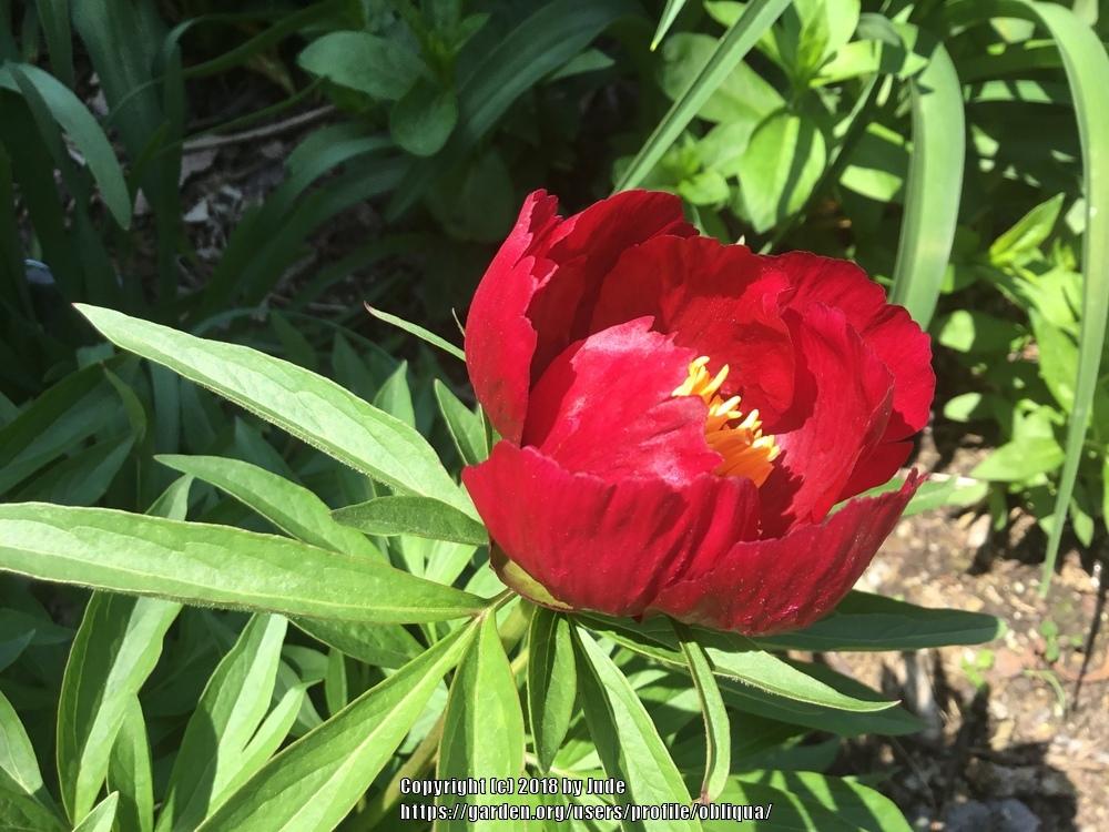 Photo of Hybrid Fern Leaf Peony (Paeonia 'Early Scout') uploaded by obliqua