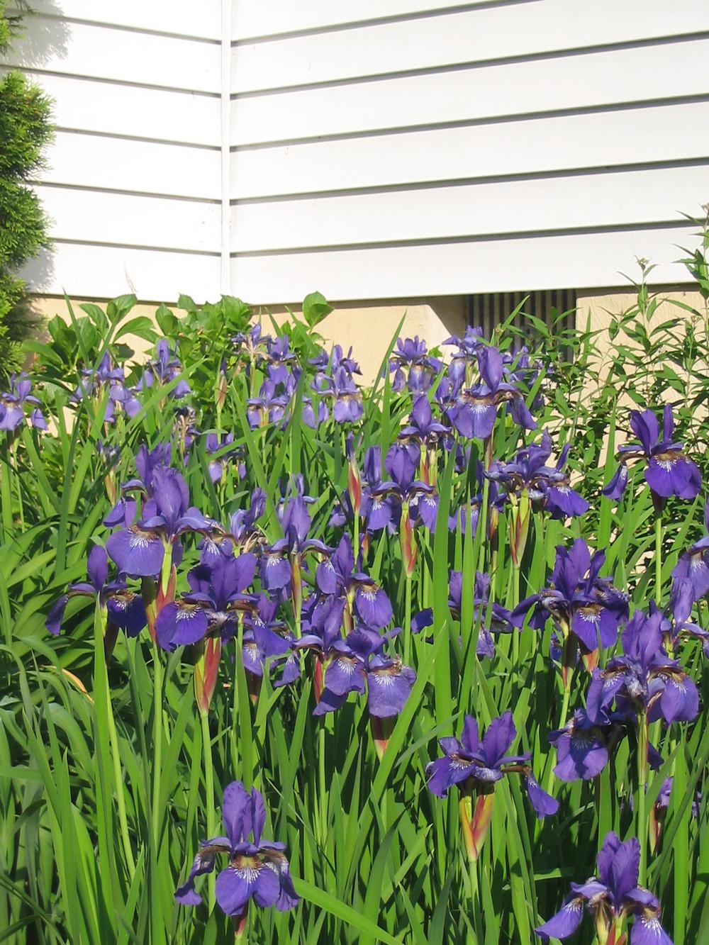 Photo of Species Iris (Iris sibirica) uploaded by Archivesgirl
