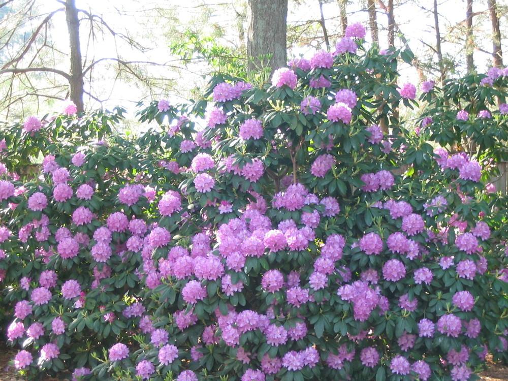 Photo of Rhododendrons (Rhododendron) uploaded by Archivesgirl