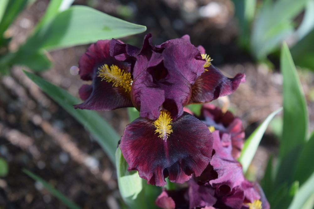 Photo of Standard Dwarf Bearded Iris (Iris 'Atomic Glow') uploaded by Dachsylady86