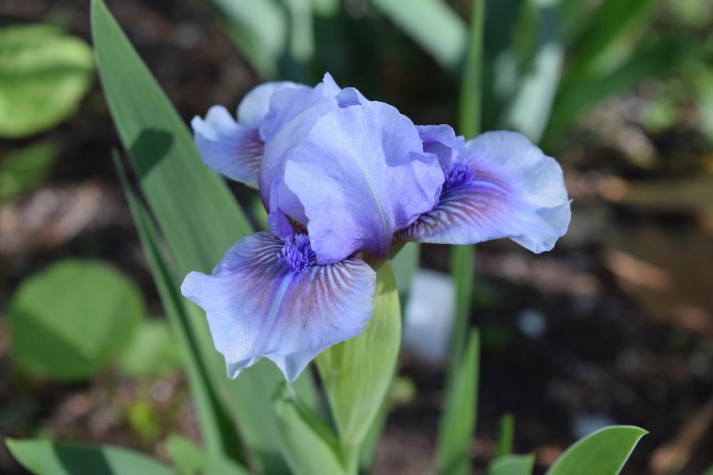 Photo of Standard Dwarf Bearded Iris (Iris 'It's Not Over') uploaded by Dachsylady86