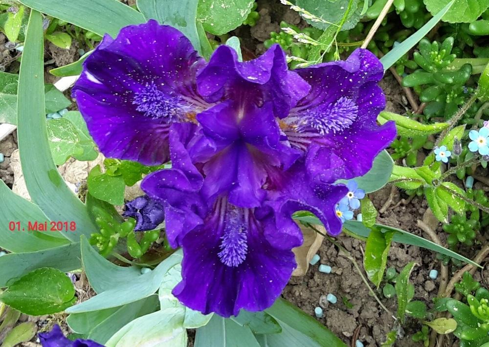 Photo of Standard Dwarf Bearded Iris (Iris 'Navy Ruffles') uploaded by Hajue