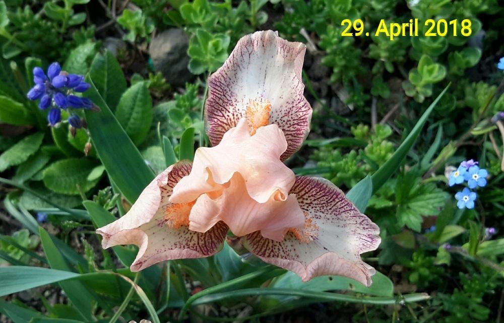 Photo of Standard Dwarf Bearded Iris (Iris 'Music') uploaded by Hajue