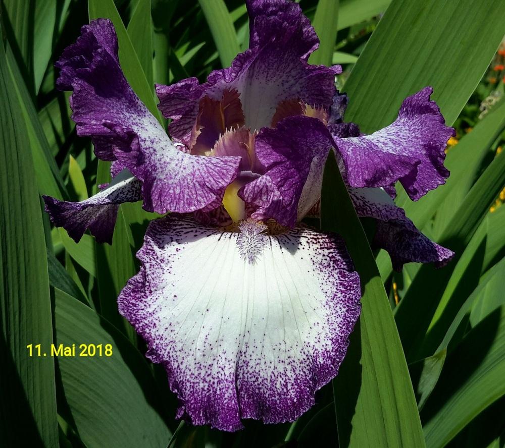 Photo of Tall Bearded Iris (Iris 'Mariposa Autumn') uploaded by Hajue