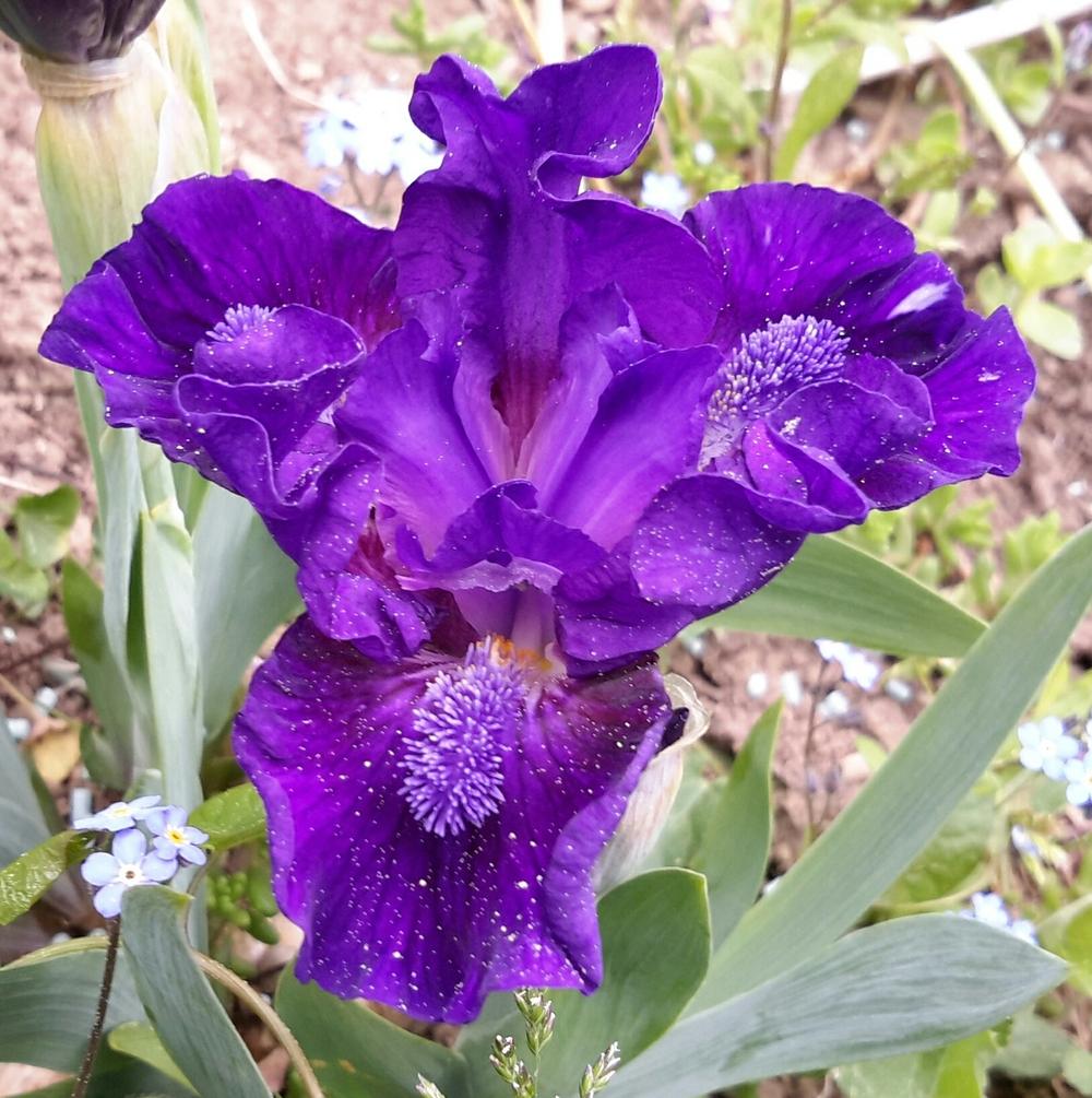 Photo of Standard Dwarf Bearded Iris (Iris 'Navy Ruffles') uploaded by Hajue