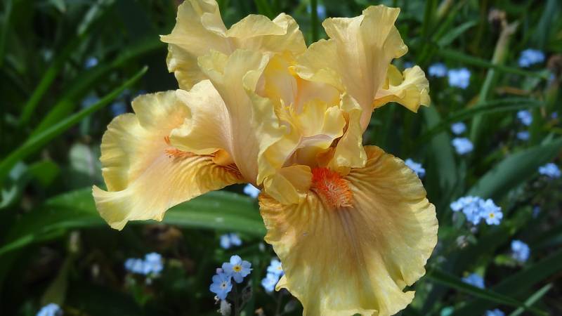 Photo of Intermediate Bearded Iris (Iris 'Fortune Hunter') uploaded by Orsola
