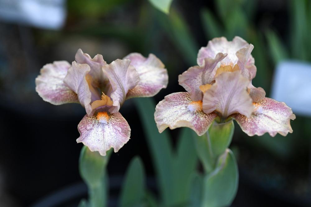 Photo of Standard Dwarf Bearded Iris (Iris 'Voices') uploaded by cliftoncat