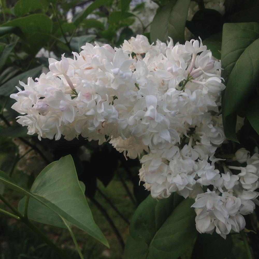 Photo of Common Lilac (Syringa vulgaris 'Krasavitsa Moskvy') uploaded by csandt