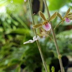 Location: Fort Lauderdale
Date: 2018-05-12
orchid-like weed