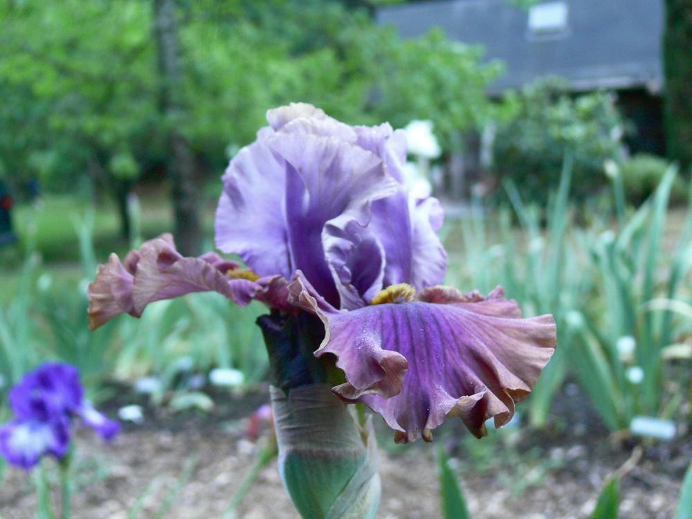 Photo of Tall Bearded Iris (Iris 'Nelly Tardivier') uploaded by janwax