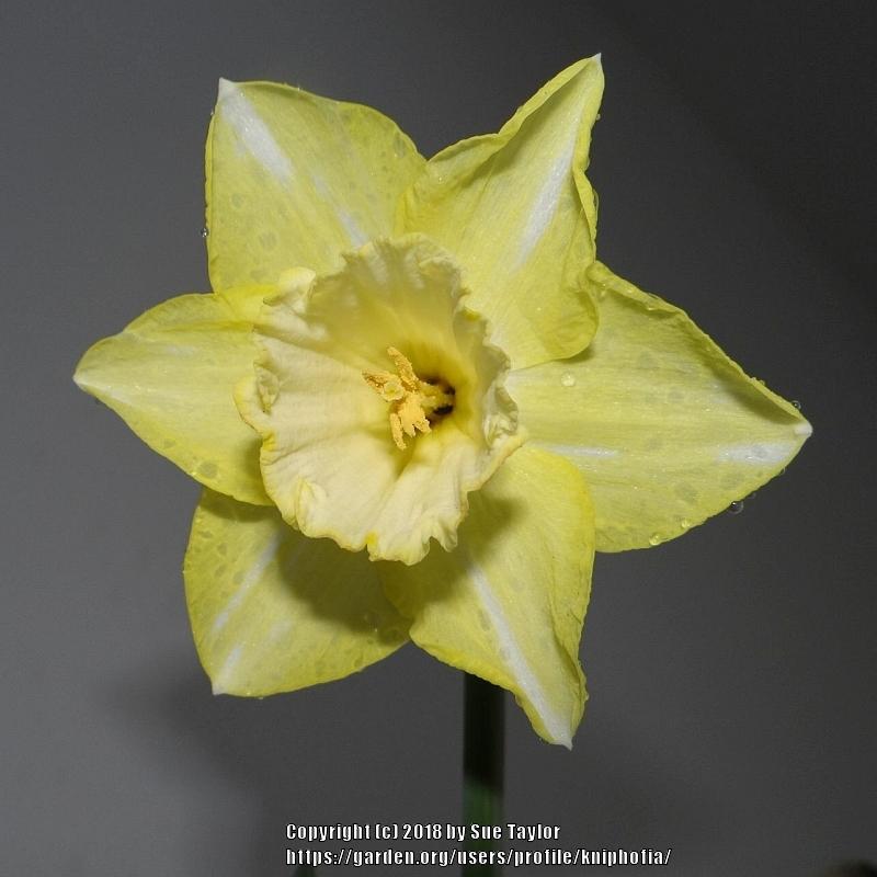 Photo of Large Cupped Daffodil (Narcissus 'Binkie') uploaded by kniphofia