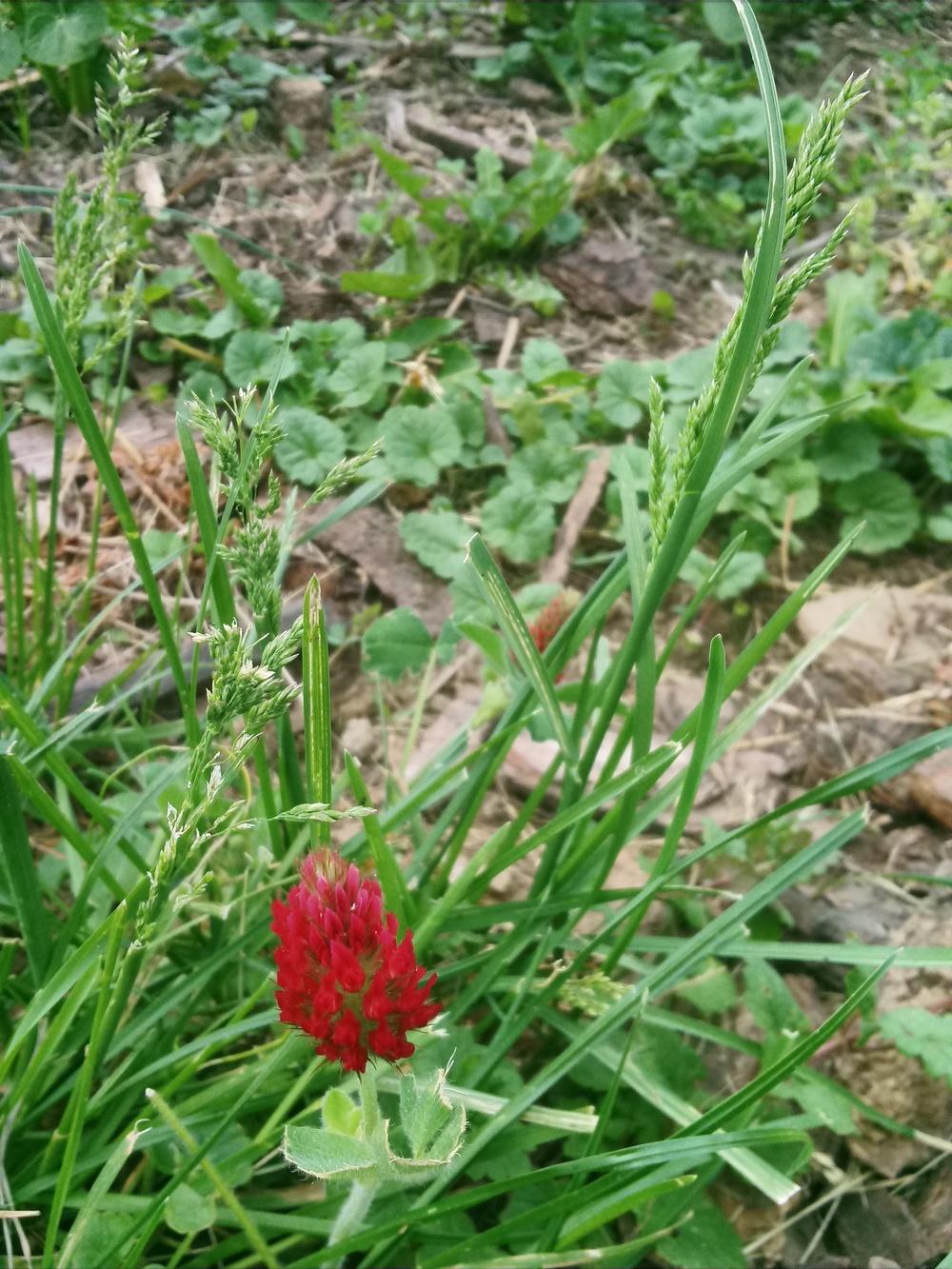 Photo of Crimson Clover (Trifolium incarnatum) uploaded by m33jones2