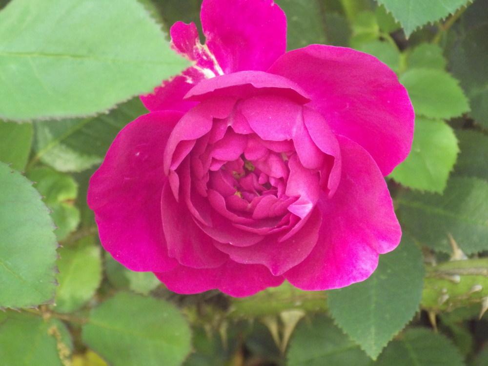 Photo of Rose (Rosa 'Chianti') uploaded by pdermer1x