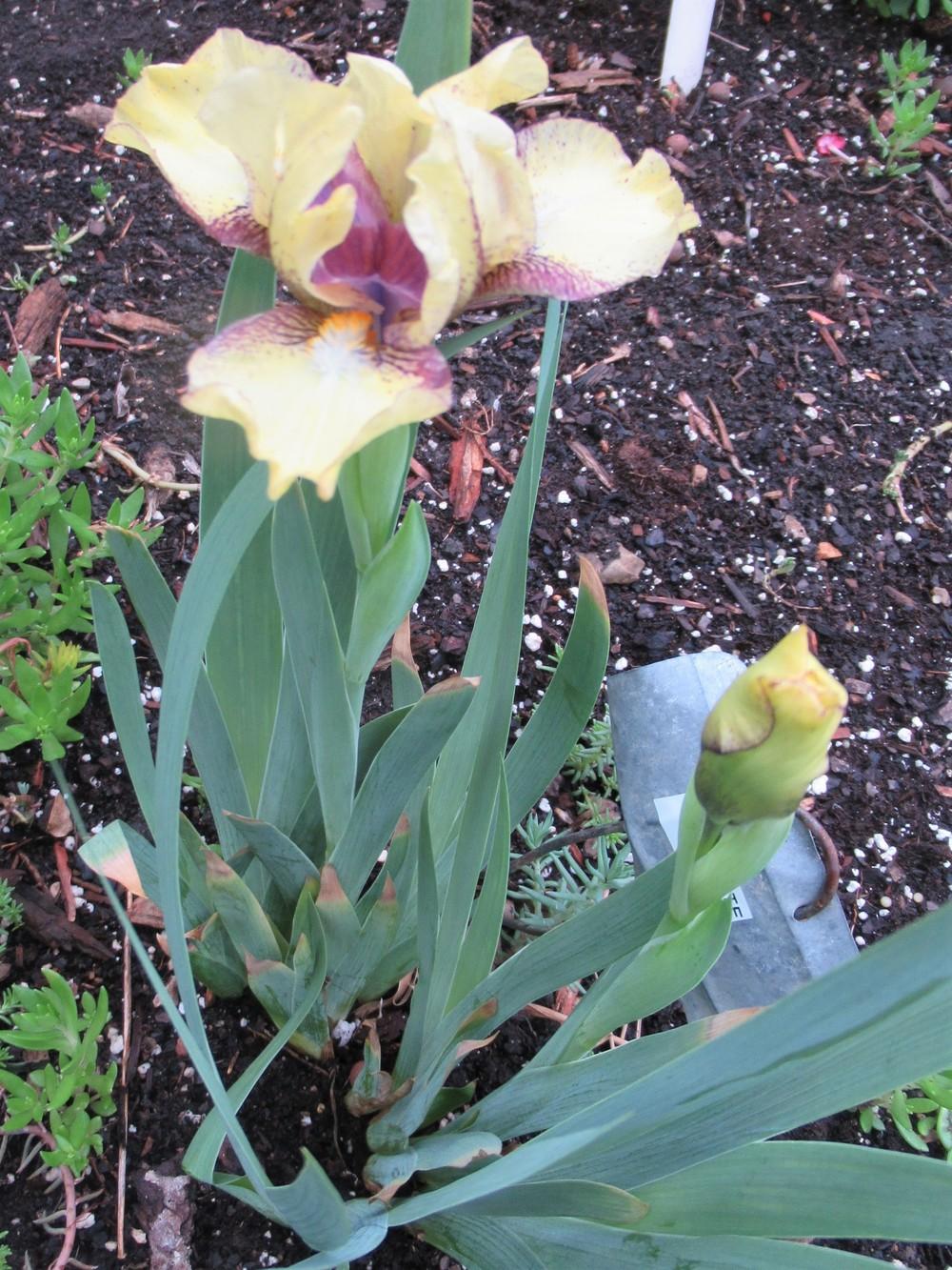 Photo of Standard Dwarf Bearded Iris (Iris 'Darn Cute') uploaded by stilldew