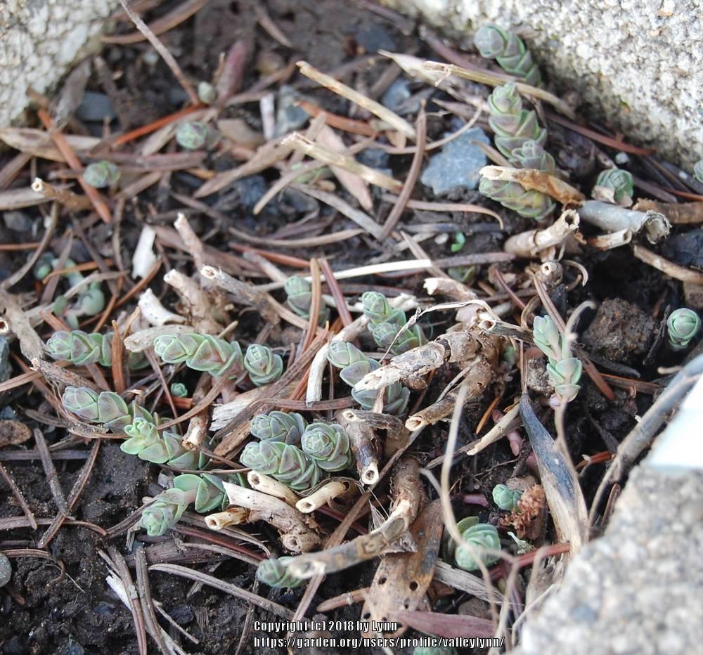 Photo of Stonecrop (Hylotelephium maximum subsp. maximum 'Bertram Anderson') uploaded by valleylynn