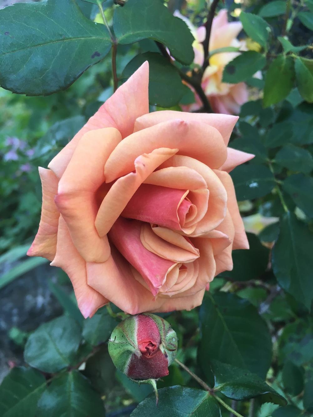 Photo of Rose (Rosa 'Vesper') uploaded by Calif_Sue