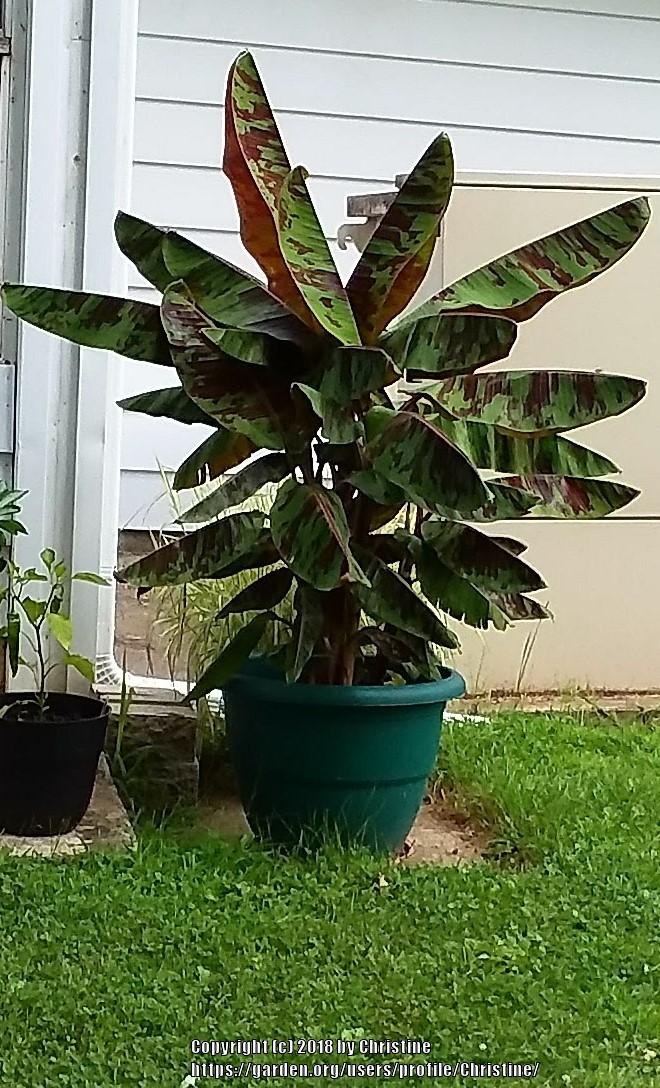 Photo of Blood Banana (Musa acuminata 'Zebrina') uploaded by Christine