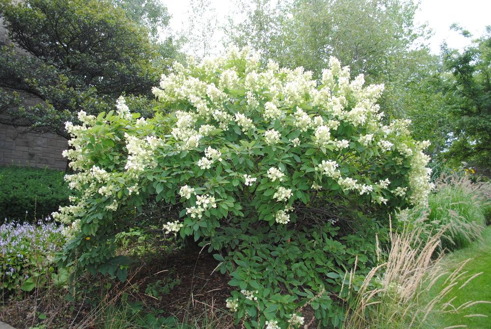Photo of Panicle Hydrangea (Hydrangea paniculata 'Tardiva') uploaded by ILPARW