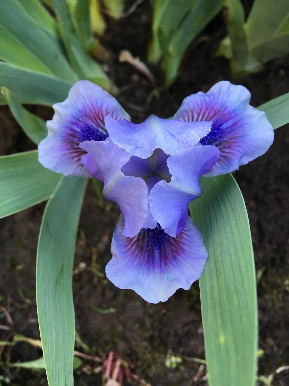 Photo of Standard Dwarf Bearded Iris (Iris 'It's Not Over') uploaded by Lbsmitty