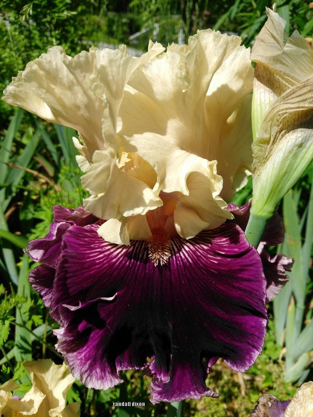 Photo of Tall Bearded Iris (Iris 'Jamaica Me Crazy') uploaded by arilbred