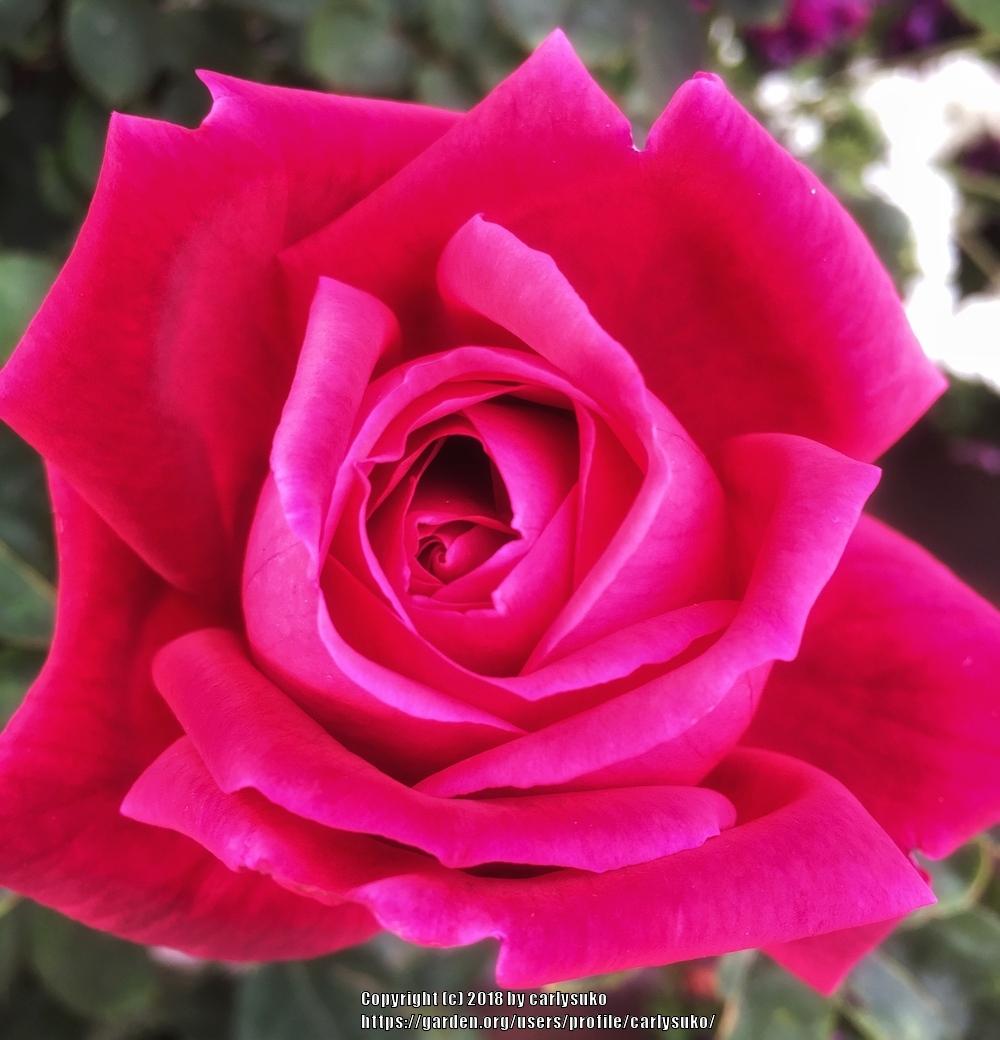 Photo of Rose (Rosa 'Chrysler Imperial') uploaded by carlysuko
