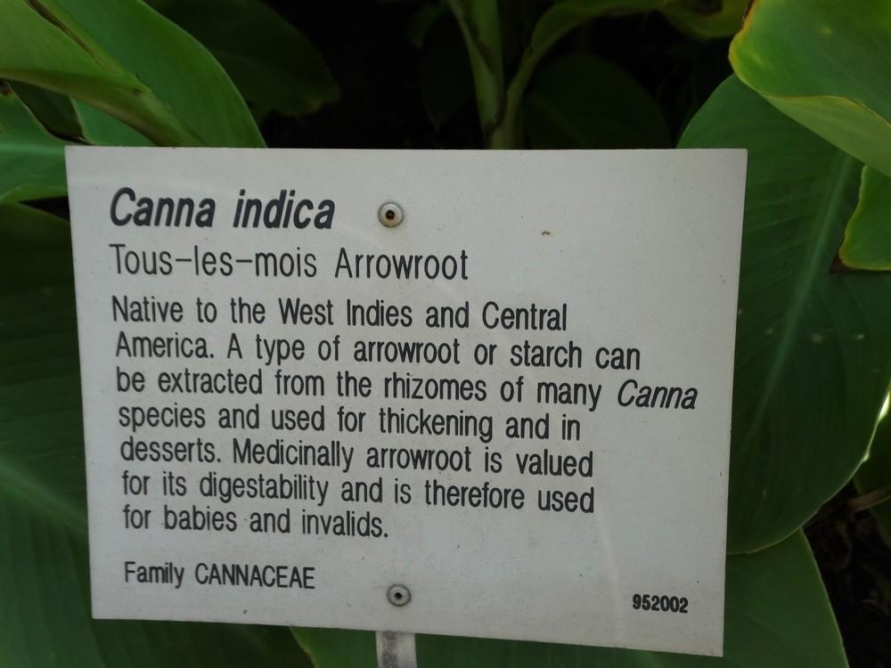 Photo of Canna Lily (Canna indica) uploaded by carolem