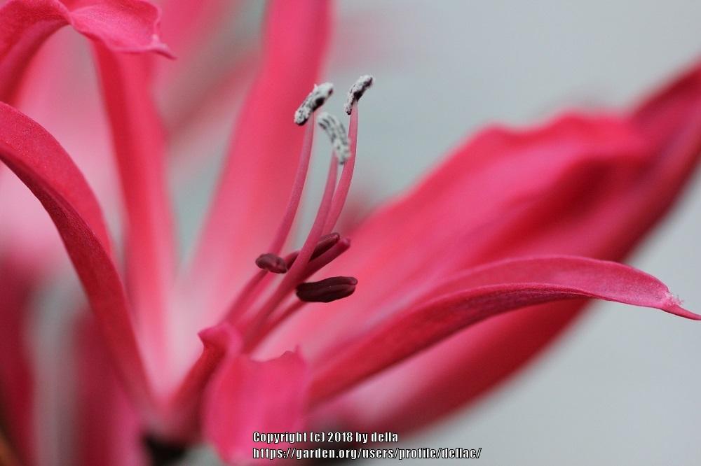 Photo of Cape Lily (Nerine 'Gloaming') uploaded by dellac