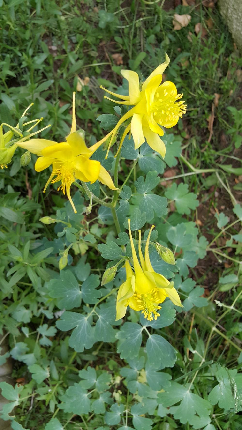 Photo of Golden Columbine (Aquilegia chrysantha) uploaded by fahte