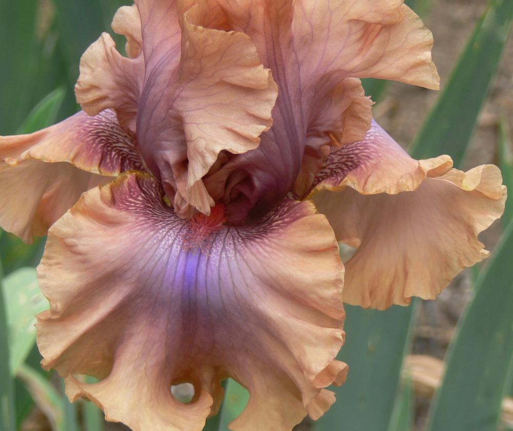 Photo of Tall Bearded Iris (Iris 'I Must Have It') uploaded by janwax