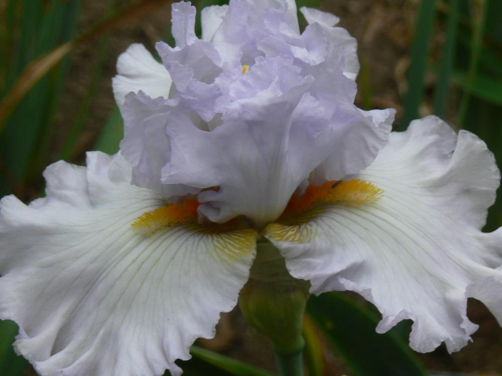 Photo of Tall Bearded Iris (Iris 'Petticoat Junction') uploaded by janwax