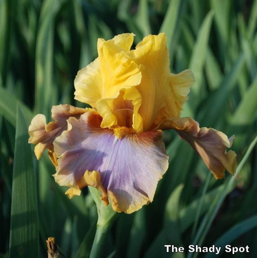 Photo of Tall Bearded Iris (Iris 'Waimea Canyon Sunrise') uploaded by lovemyhouse