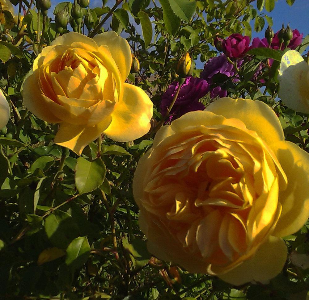 Photo of Rose (Rosa 'Golden Celebration') uploaded by manueldalmeida