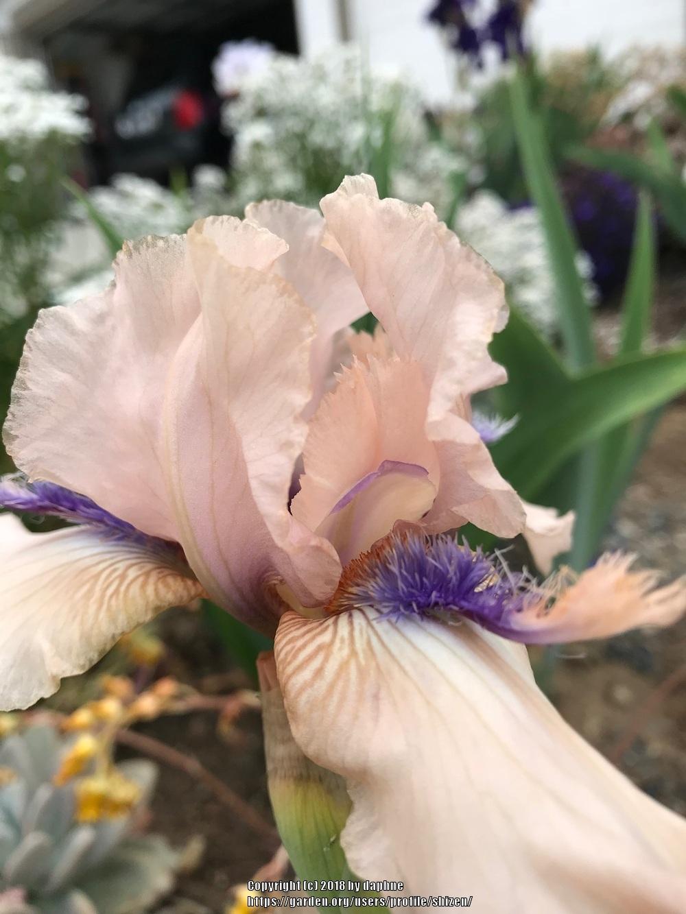 Photo of Intermediate Bearded Iris (Iris 'Concertina') uploaded by shizen