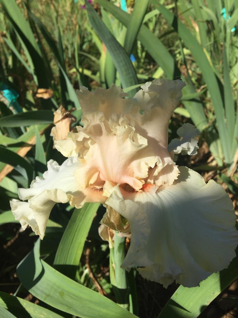 Photo of Tall Bearded Iris (Iris 'In Tune') uploaded by Charriet