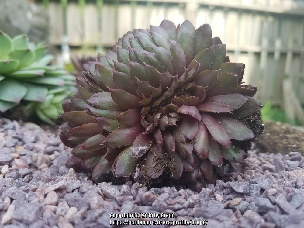 Photo of Hen and Chicks (Sempervivum 'Royal Ruby') uploaded by GregC