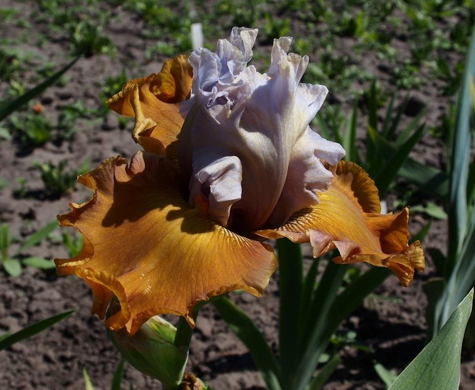 Photo of Tall Bearded Iris (Iris 'Olive Windows') uploaded by IaninaUkr