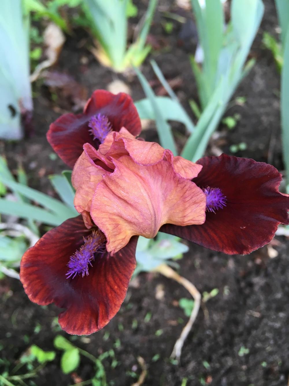 Photo of Standard Dwarf Bearded Iris (Iris 'Sparks Fly') uploaded by Lbsmitty