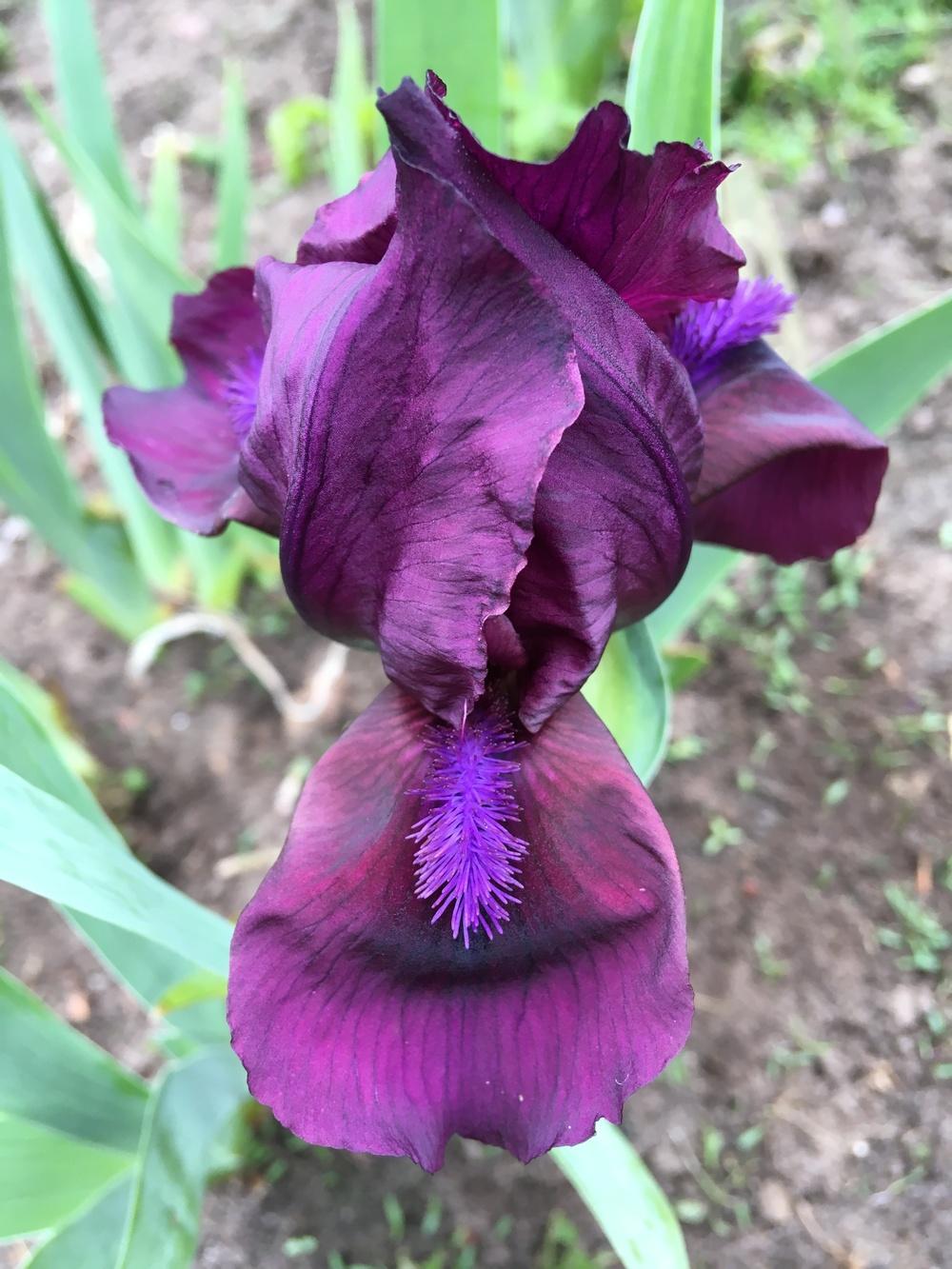 Photo of Standard Dwarf Bearded Iris (Iris 'Cherry Garden') uploaded by Lbsmitty