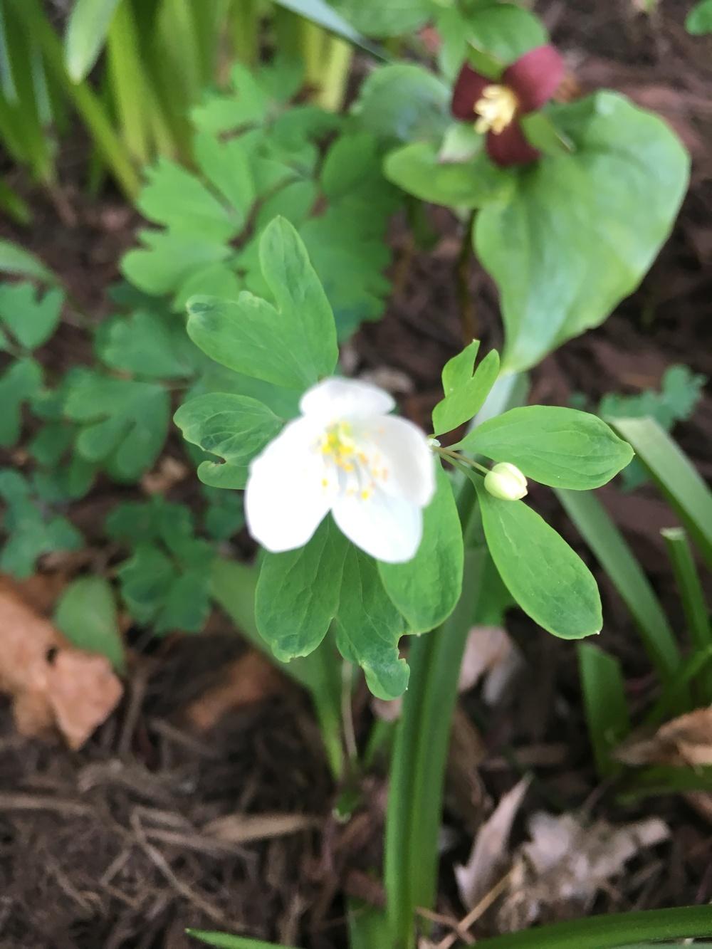 Photo of Rue Anemone (Thalictrum thalictroides) uploaded by Lucichar