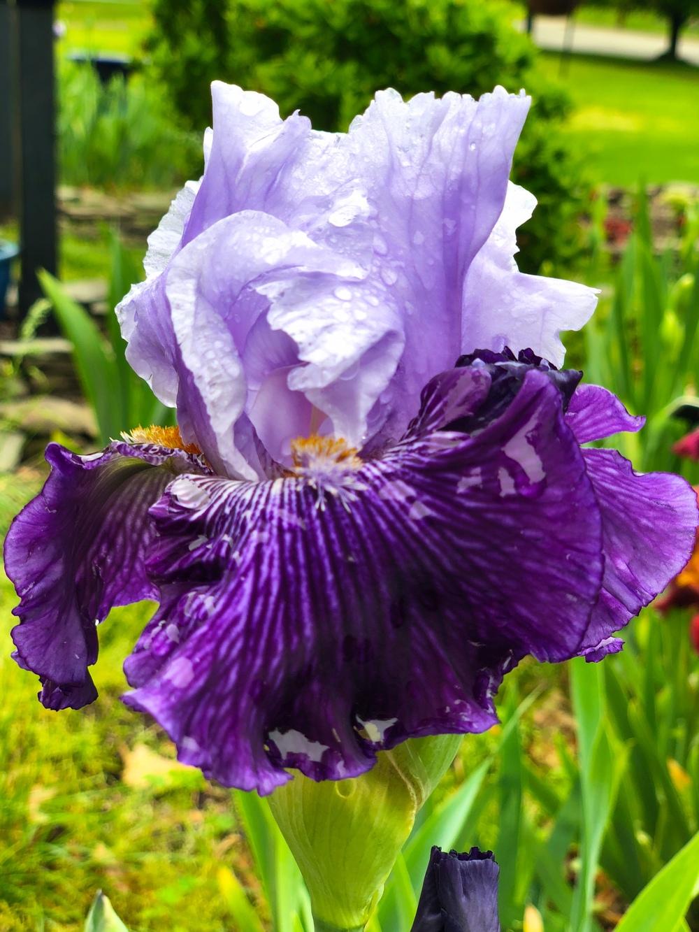 Photo of Tall Bearded Iris (Iris 'Snow Melt') uploaded by Njiris