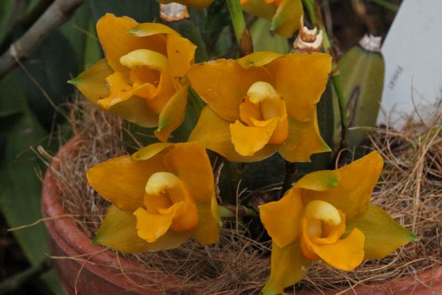 Photo of Orchid (Lycaste consobrina) uploaded by RuuddeBlock