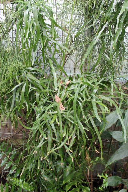Photo of Ribbon Bush (Muehlenbeckia platyclados) uploaded by RuuddeBlock