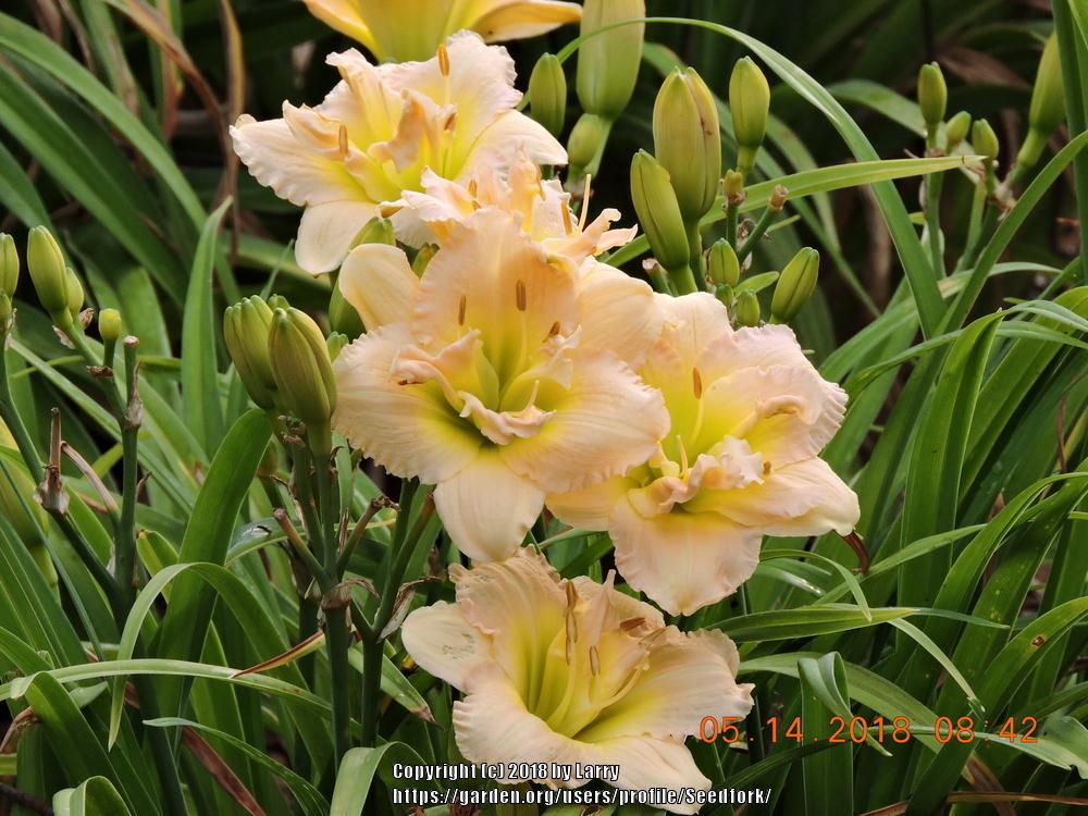 Photo of Daylily (Hemerocallis 'Nagasaki') uploaded by Seedfork