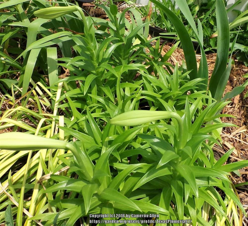 Photo of Lily (Lilium longiflorum) uploaded by TexasPlumeria87
