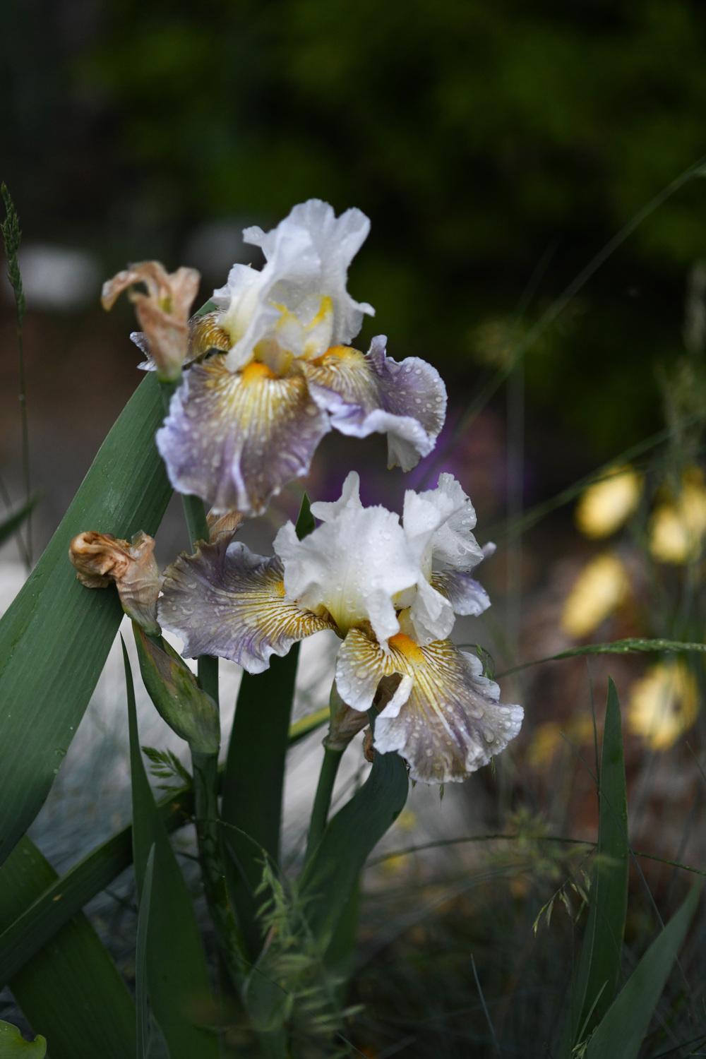 Photo of Tall Bearded Iris (Iris 'Ciel Gris sur Poilly') uploaded by cliftoncat